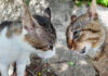 ケンカする猫達