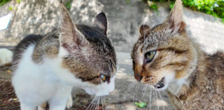 ケンカする猫達