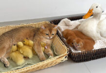 子供達を交換して育てる母猫と母アヒル