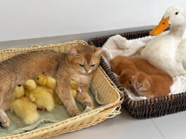 子供達を交換して育てる母猫と母アヒル