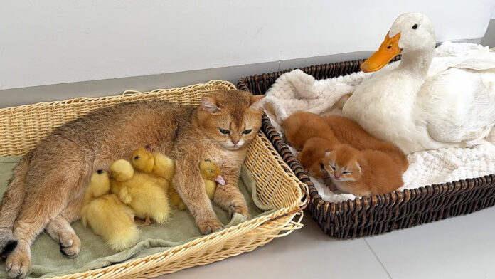 子供達を交換して育てる母猫と母アヒル