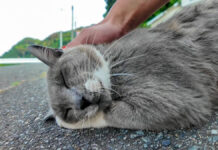 鳩のようにクルクルと鳴く猫