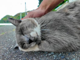 鳩のようにクルクルと鳴く猫