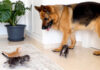 子猫達に突撃される犬