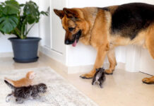 子猫達に突撃される犬
