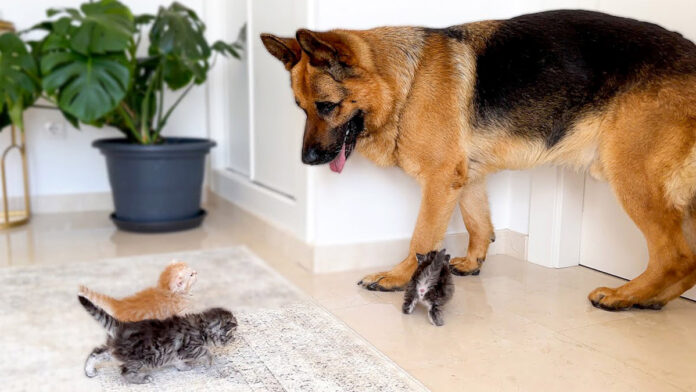 子猫達に突撃される犬