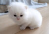 冒険に出かけた子猫