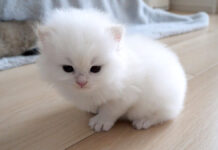 冒険に出かけた子猫