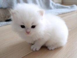 冒険に出かけた子猫