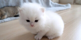 冒険に出かけた子猫