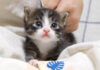 ママにかまって欲しい子猫