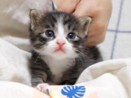 ママにかまって欲しい子猫