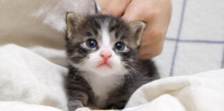 ママにかまって欲しい子猫
