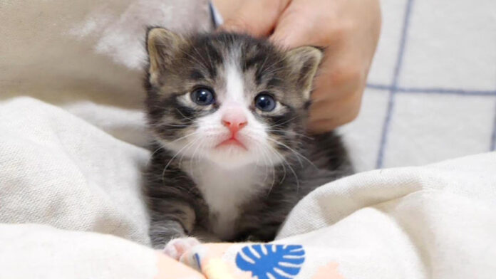 ママにかまって欲しい子猫