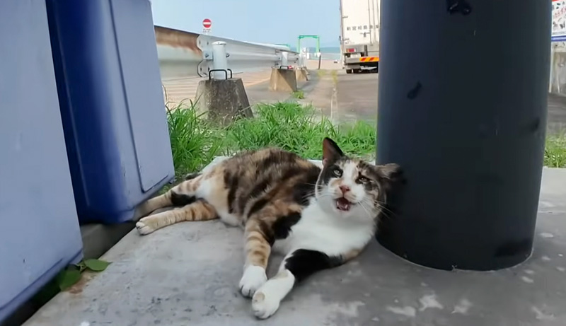 長く鳴く猫