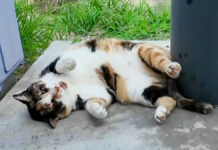 長く鳴く猫