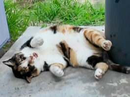 長く鳴く猫