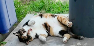 長く鳴く猫