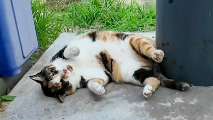 長く鳴く猫