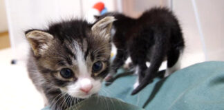 ミルクのお礼に来た子猫達