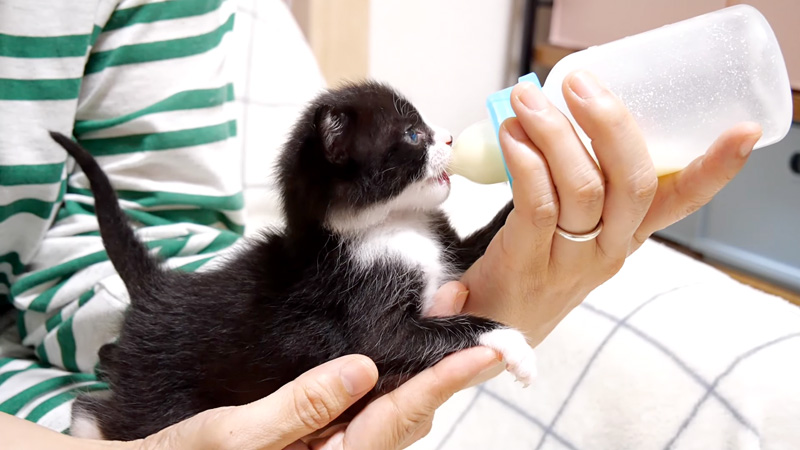 ミルクを飲む子猫