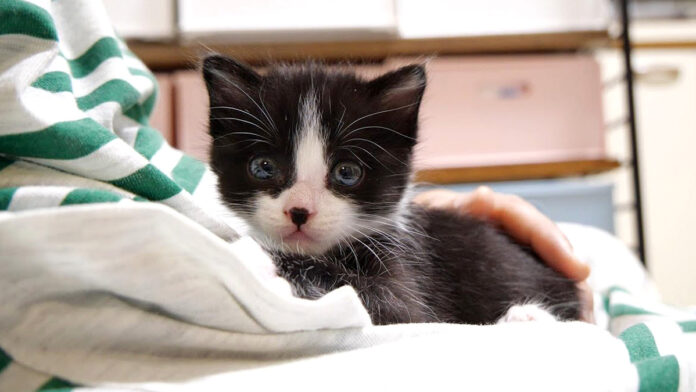 抱っこされる子猫