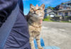 膝の上で撫でられる猫
