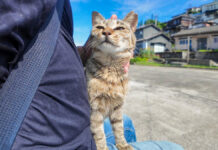 膝の上で撫でられる猫