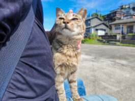 膝の上で撫でられる猫