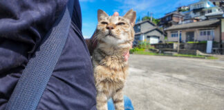 膝の上で撫でられる猫