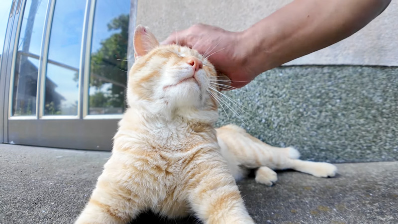 撫でられる猫
