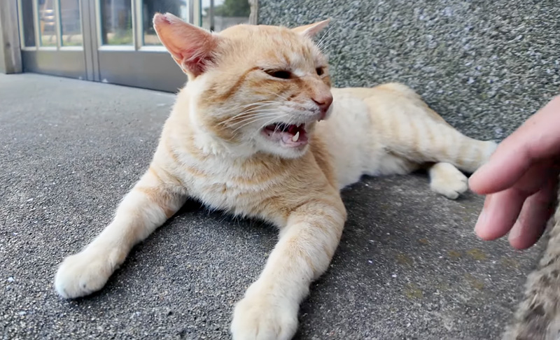 激おこな猫