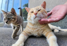 撫でられる猫