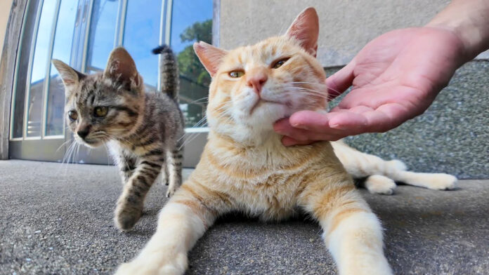 撫でられる猫