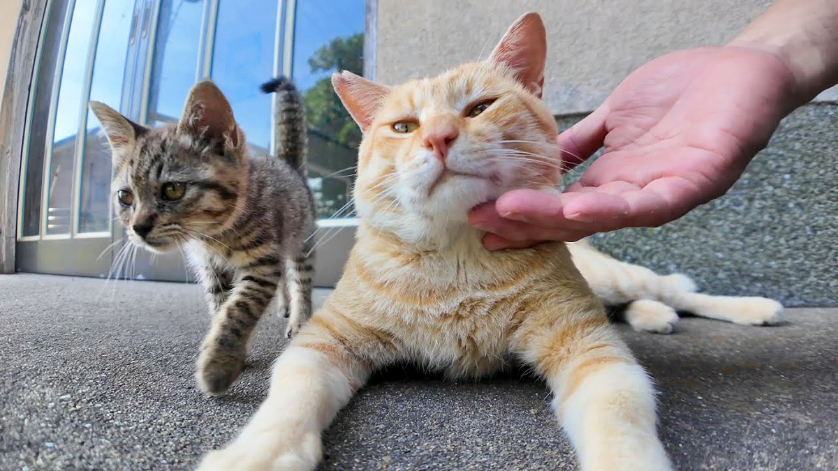 撫でられる猫