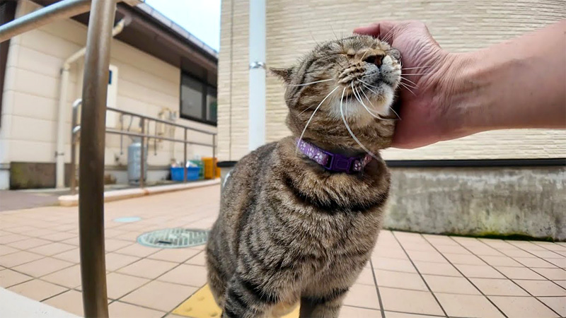 ナデナデされる猫