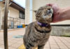 ナデナデされる猫