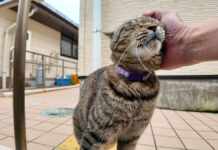 ナデナデされる猫