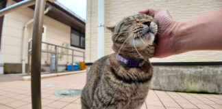 ナデナデされる猫