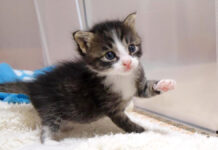 ナデナデされたい子猫