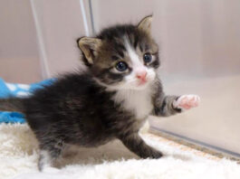 ナデナデされたい子猫
