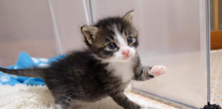 ナデナデされたい子猫