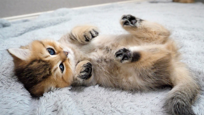 お腹を撫でて欲しい子猫