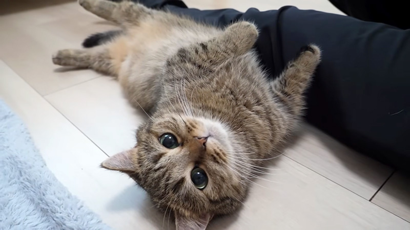 甘える猫