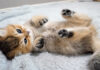 お腹を撫でて欲しい子猫