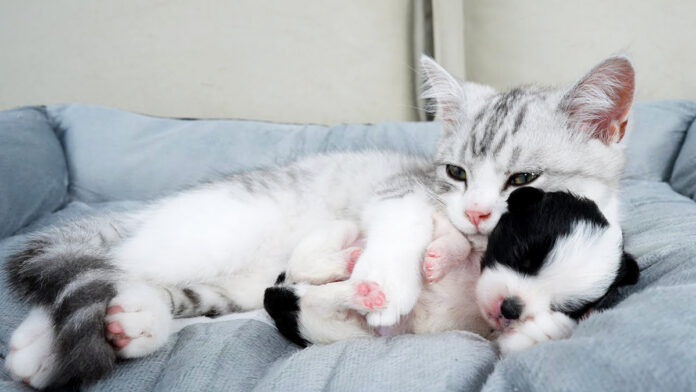 子犬を抱きしめる子猫