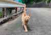 山道で出会った猫