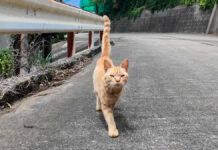 山道で出会った猫