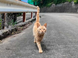 山道で出会った猫