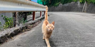 山道で出会った猫